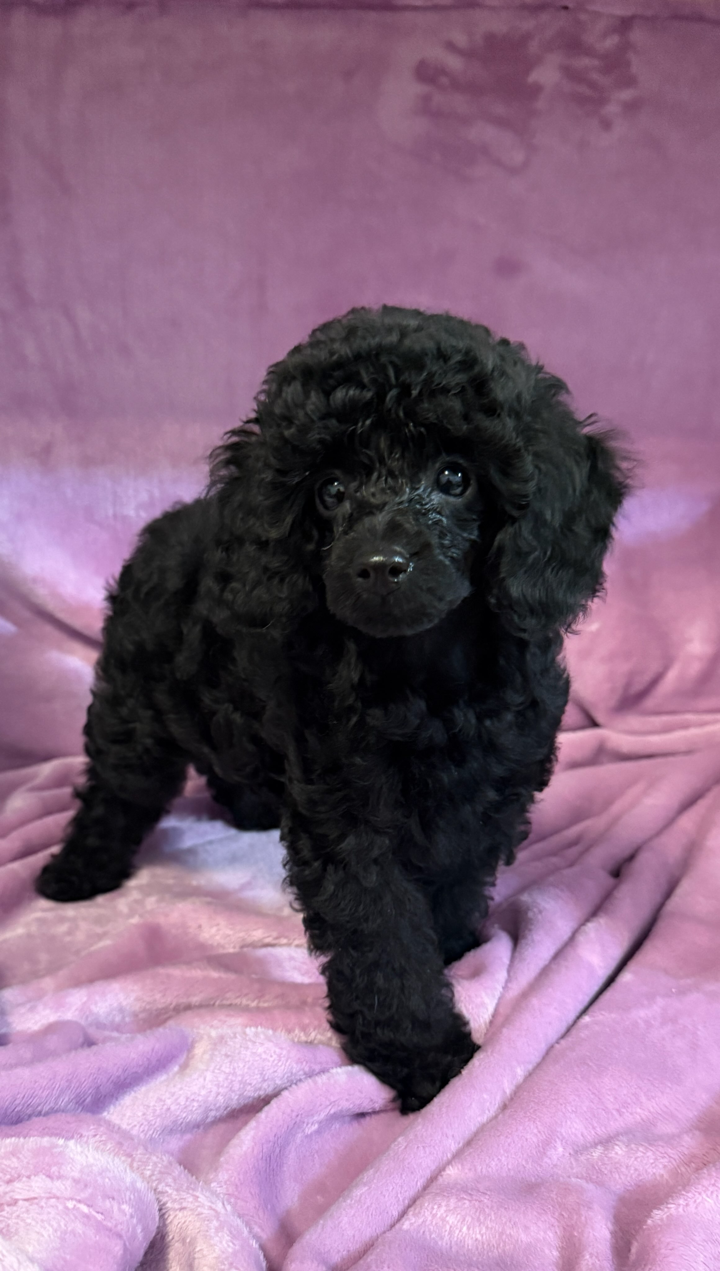 AKC MINI TOY POODLE PUPPIES AKC MINI TOY POODLE PUPPIES
