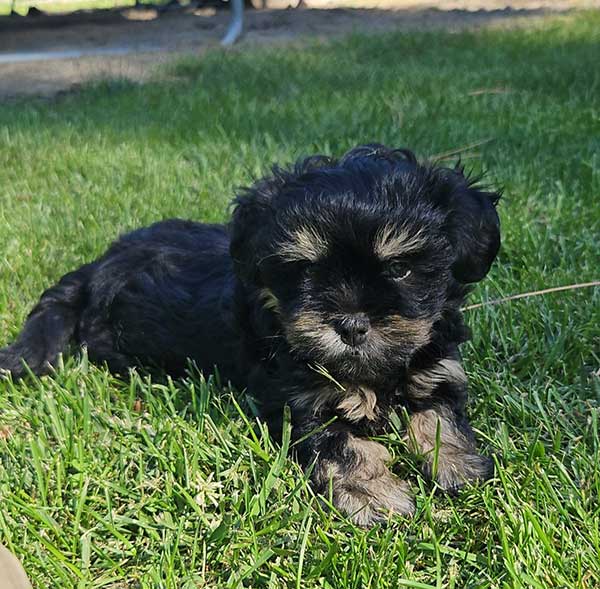 SHIH TZU/ POMCHI MIXES SHIH TZU/ POMCHI MIXES