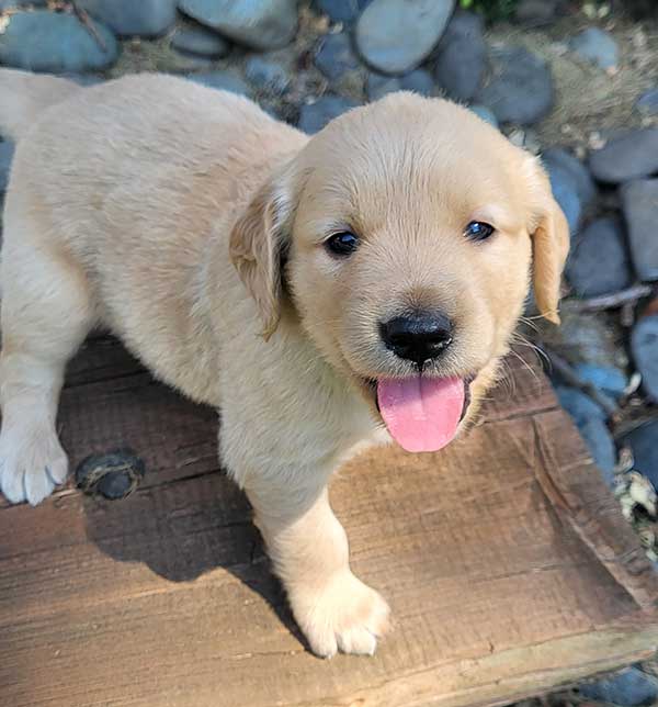 AKC GOLDEN RETRIEVER PUPPIES AKC GOLDEN RETRIEVER PUPPIES