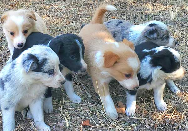 BORDER COLLIE PUPPIES, REGISTERED PARENTS BORDER COLLIE PUPPIES, REGISTERED PARENTS
