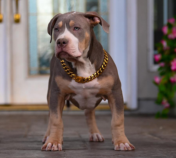 PUREBRED XL & XXL AMERICAN BULLIES FOR SALE & REHOMING PUREBRED XL & XXL AMERICAN BULLIES FOR SALE & REHOMING