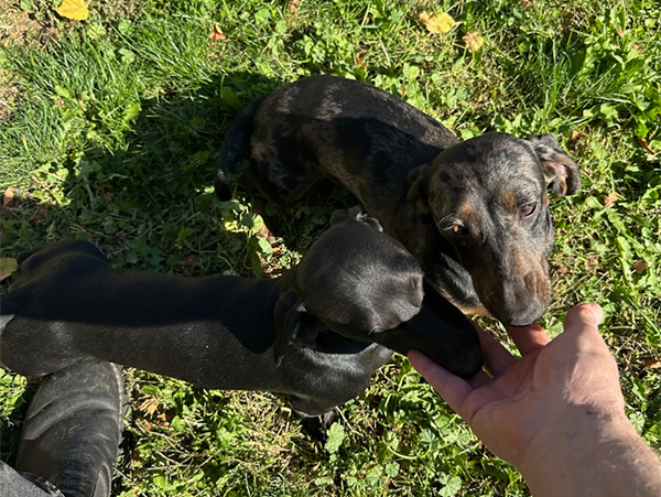 MINIATURE DACHSHUND PUPPIES MINIATURE DACHSHUND PUPPIES