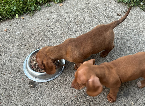 MINIATURE DACHSHUND PUPPIES MINIATURE DACHSHUND PUPPIES