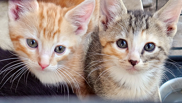 SEVEN BEAUTIFUL KITTENS SEVEN BEAUTIFUL KITTENS