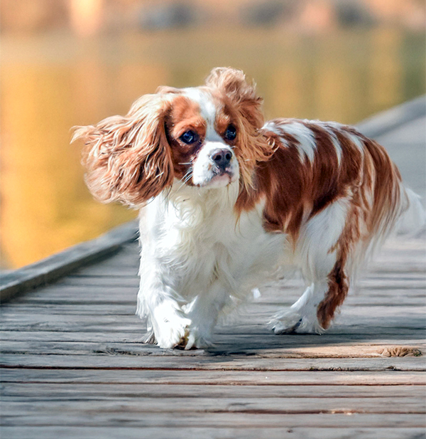 FOR STUD: CAVALIER, KING CHARLES SPANIEL BOYS AVAILABLE FOR STUD: CAVALIER, KING CHARLES SPANIEL BOYS AVAILABLE