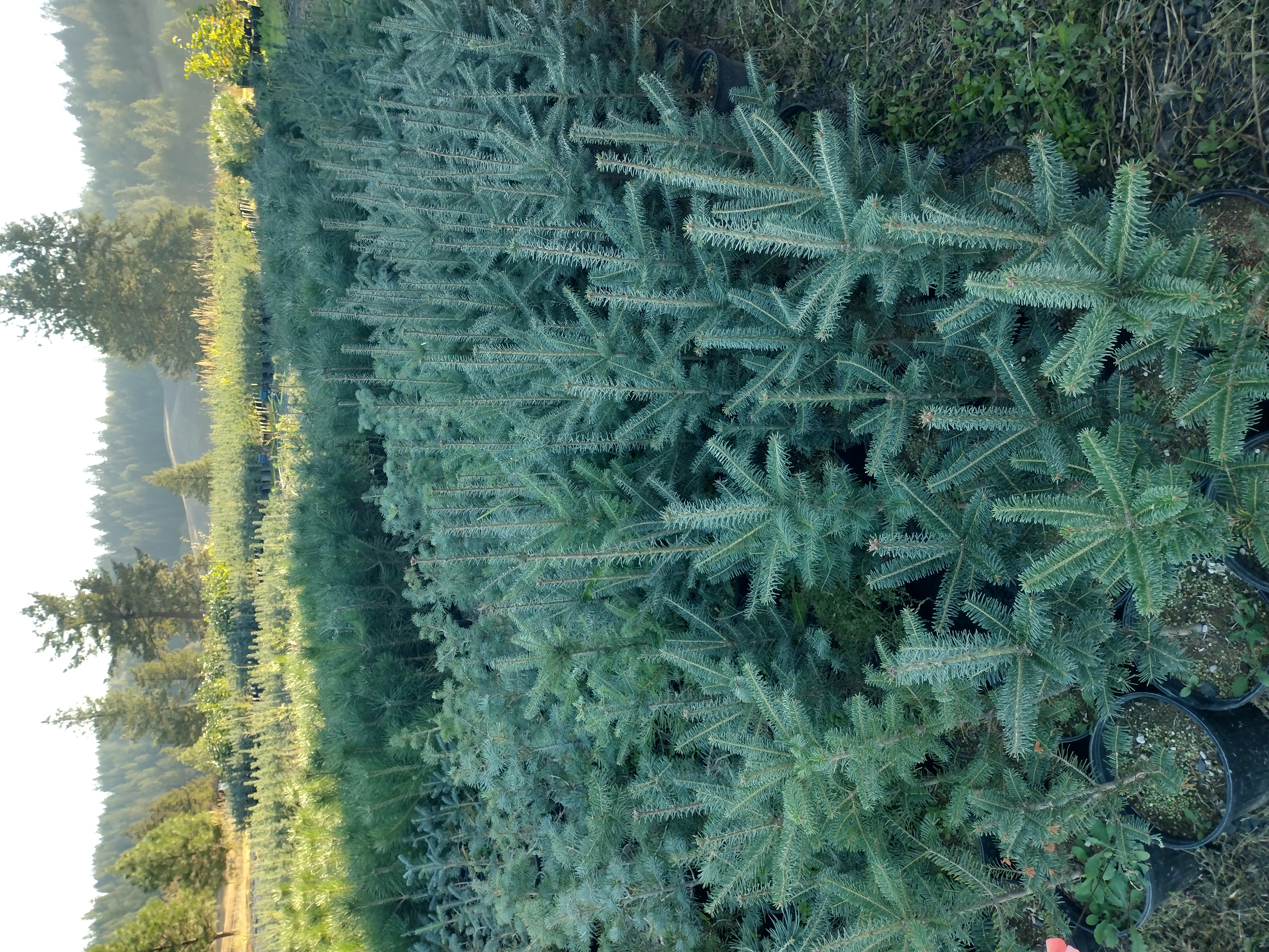 1 GALLON POTTED CONIFERS & HARDWOODS 1 GALLON POTTED CONIFERS & HARDWOODS
