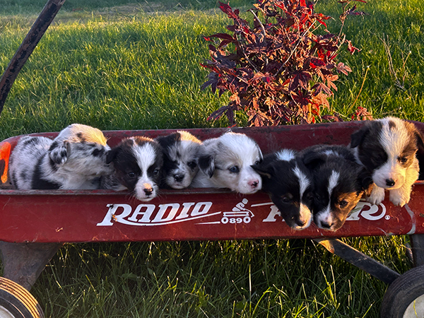 CORGI PUPPIES CORGI PUPPIES