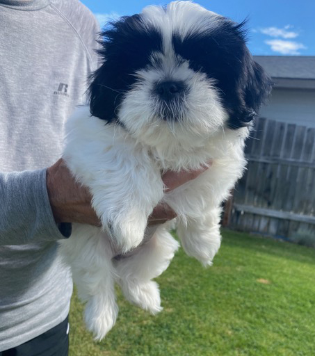 PUREBRED DNA SHIH TZU PUPPIES PUREBRED DNA SHIH TZU PUPPIES