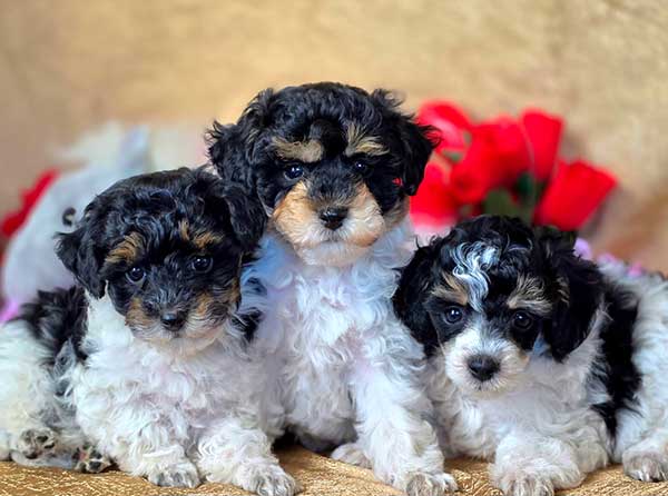 AKC MINIATURE POODLE PUPPIES AKC MINIATURE POODLE PUPPIES