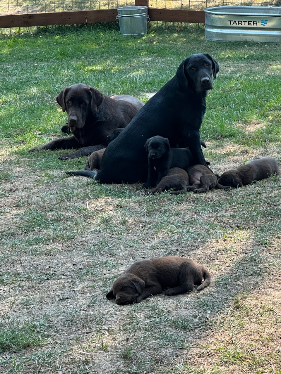 LAB PUPPIES LAB PUPPIES