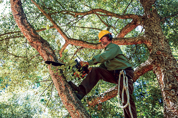 DM TREE SERVICES LLC DM TREE SERVICES LLC