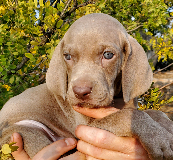 WEIMARANER AKC PUPPIES WEIMARANER AKC PUPPIES
