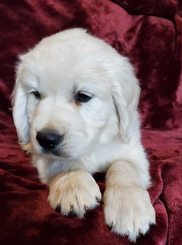 AKC ENGLISH CREAM GOLDEN RETRIEVER PUPPIES AKC ENGLISH CREAM GOLDEN RETRIEVER PUPPIES