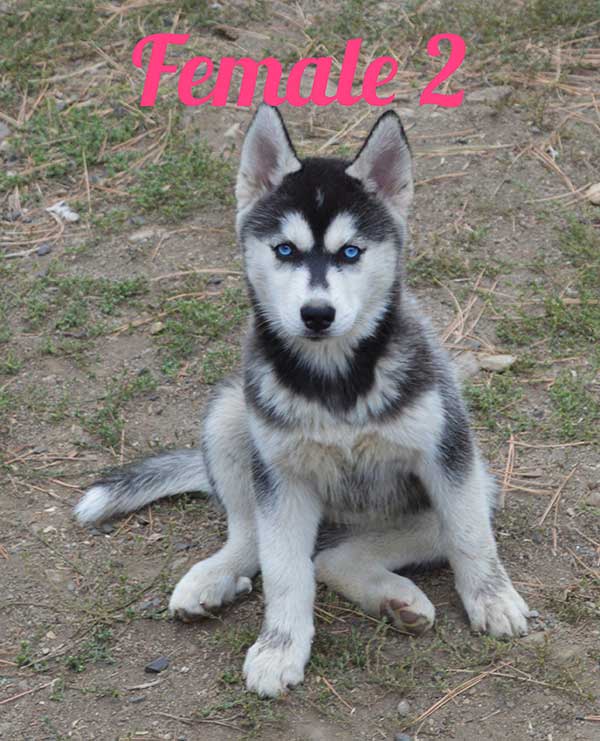 FOUR BEAUTIFUL SIBERIAN HUSKY PUPPIES AVAILABLE FOUR BEAUTIFUL SIBERIAN HUSKY PUPPIES AVAILABLE