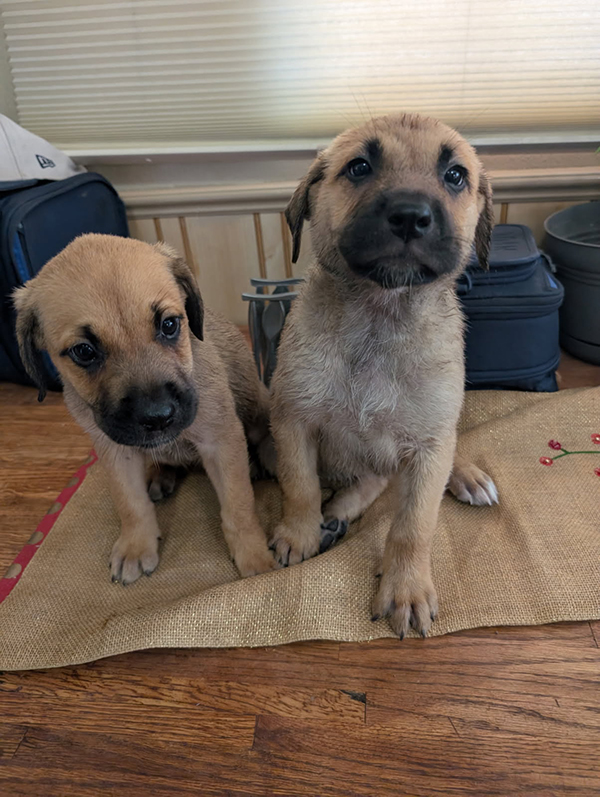 ANATOLIAN SHEPHERD/ LAB MIX PUPPIES ANATOLIAN SHEPHERD/ LAB MIX PUPPIES