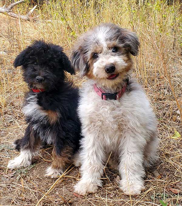 MINIATURE AUSSIEDOODLE PUPPIES MINIATURE AUSSIEDOODLE PUPPIES