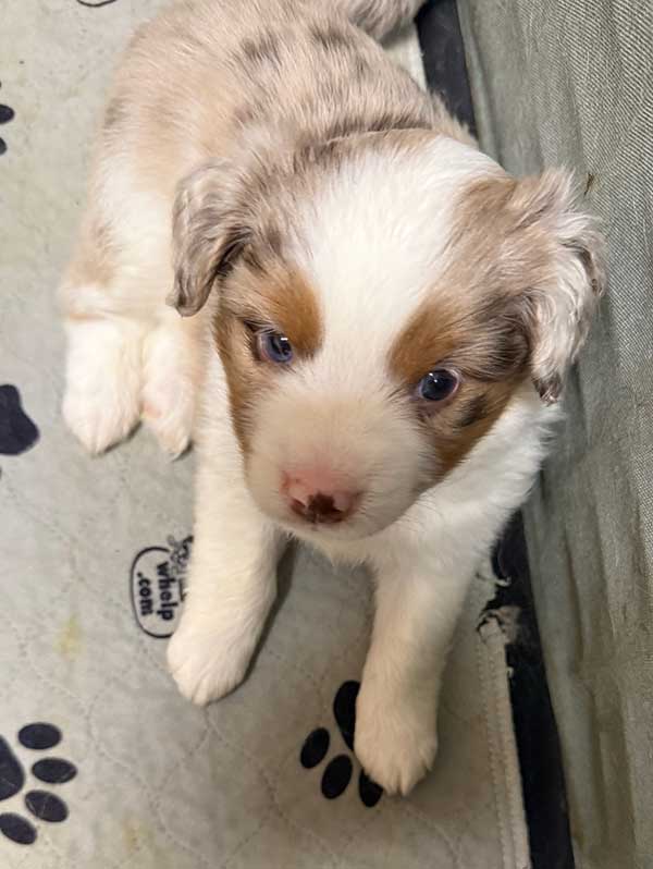 AKC REG. MINIATURE AMERICAN SHEPHERDS AKC REG. MINIATURE AMERICAN SHEPHERDS