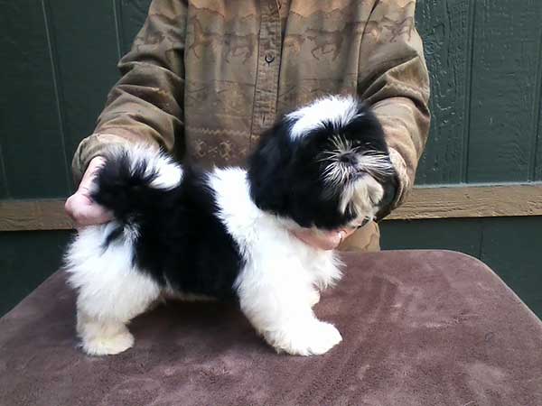 ADORABLE AKC SHIH TZU PUPPY, FEMALES ADORABLE AKC SHIH TZU PUPPY, FEMALES