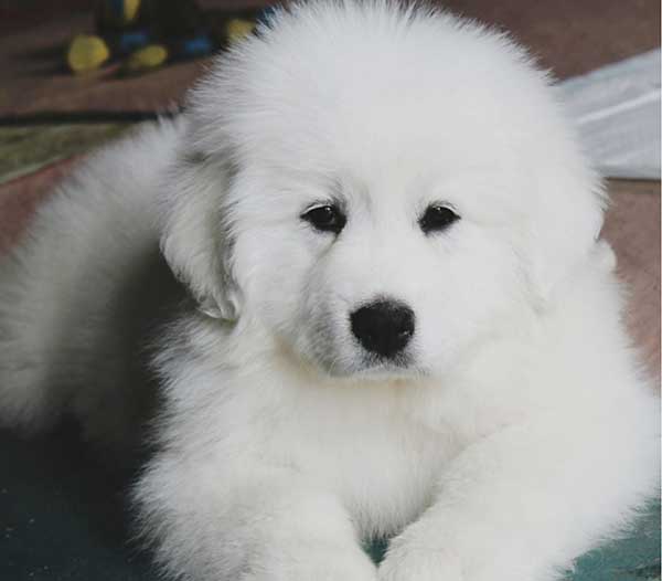 GREAT PYRENEES PUPPIES! GREAT PYRENEES PUPPIES!
