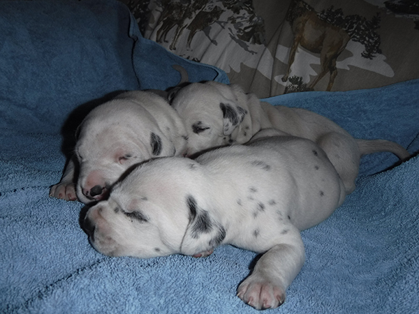 DALMATIAN PUPPIES DALMATIAN PUPPIES