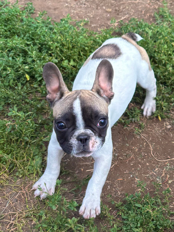 PUREBRED FRENCH BULLDOGS PUREBRED FRENCH BULLDOGS