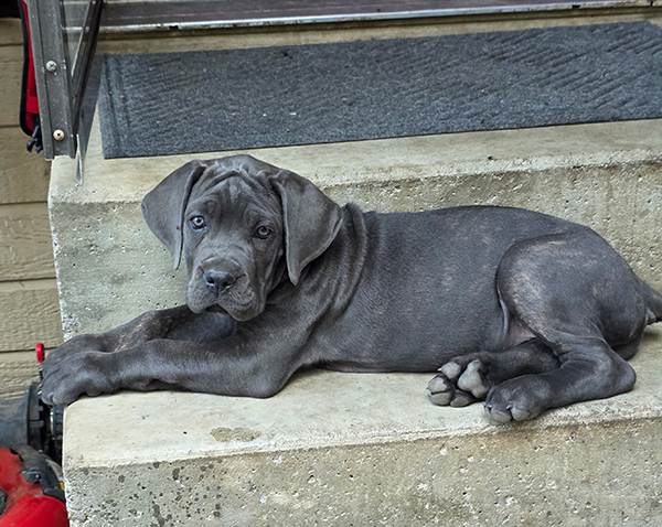 PUREBRED CANE CORSO PUPPIES PUREBRED CANE CORSO PUPPIES