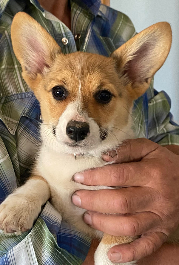AKC CORGI PUPPIES AKC CORGI PUPPIES