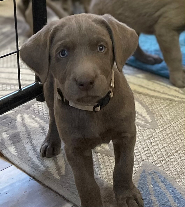 PUREBRED SILVER LAB PUPPIES PUREBRED SILVER LAB PUPPIES