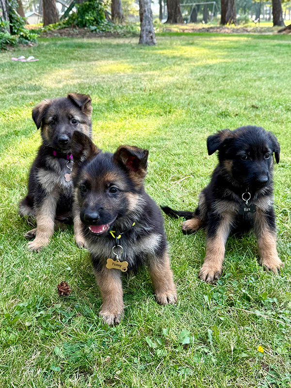 PUPPIES LOOKING FOR NEW HOMES PUPPIES LOOKING FOR NEW HOMES