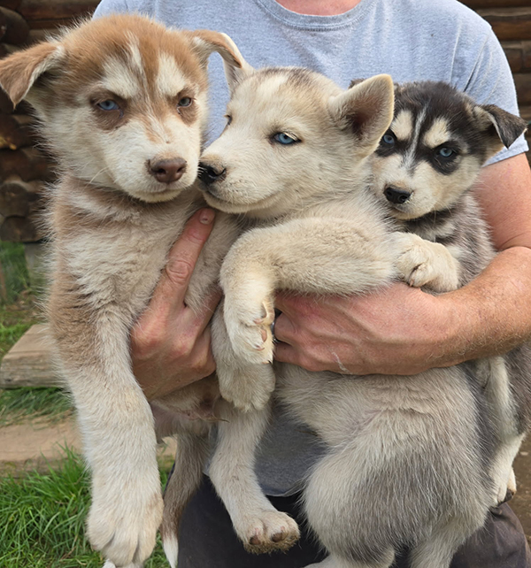 PUREBRED HUSKY PUPPIES 8 WEEKS OLD. PUREBRED HUSKY PUPPIES 8 WEEKS OLD.