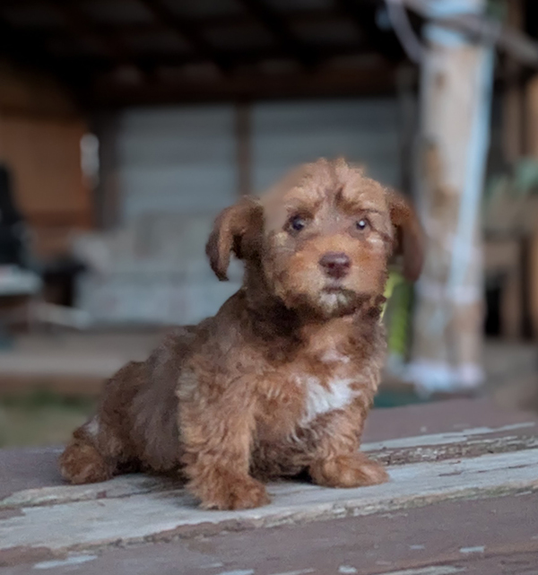 BEAUTIFUL YORKIE MIX MALE PUPPY BEAUTIFUL YORKIE MIX MALE PUPPY