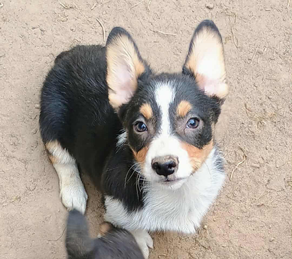 AKC PEMBROKE WELSH CORGIS AKC PEMBROKE WELSH CORGIS