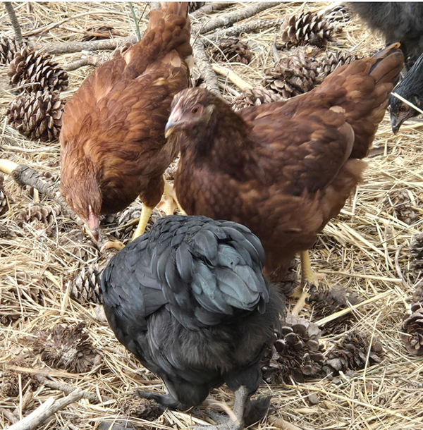 (9) MAJESTIC MAJESTY HYBRID BLACK COPPER MARANS (9) MAJESTIC MAJESTY HYBRID BLACK COPPER MARANS