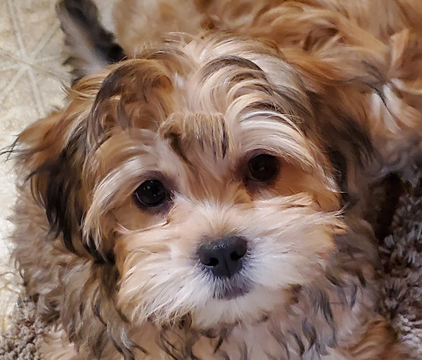 LOOKING FOR GOOD FAMILIES FOR FLUFFY LITTLE TEDDY BEARS LOOKING FOR GOOD FAMILIES FOR FLUFFY LITTLE TEDDY BEARS