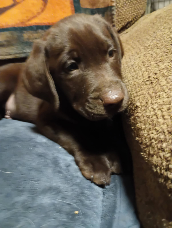 AKC CHOCOLATE LAB MALE PUPPY AKC CHOCOLATE LAB MALE PUPPY