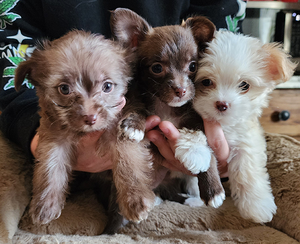 YORKIE MIX PUPPIES YORKIE MIX PUPPIES