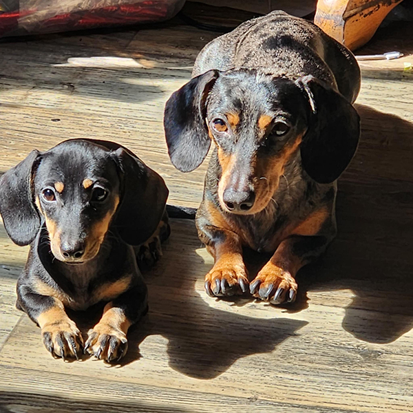 FEMALE DACHSHUND FEMALE DACHSHUND