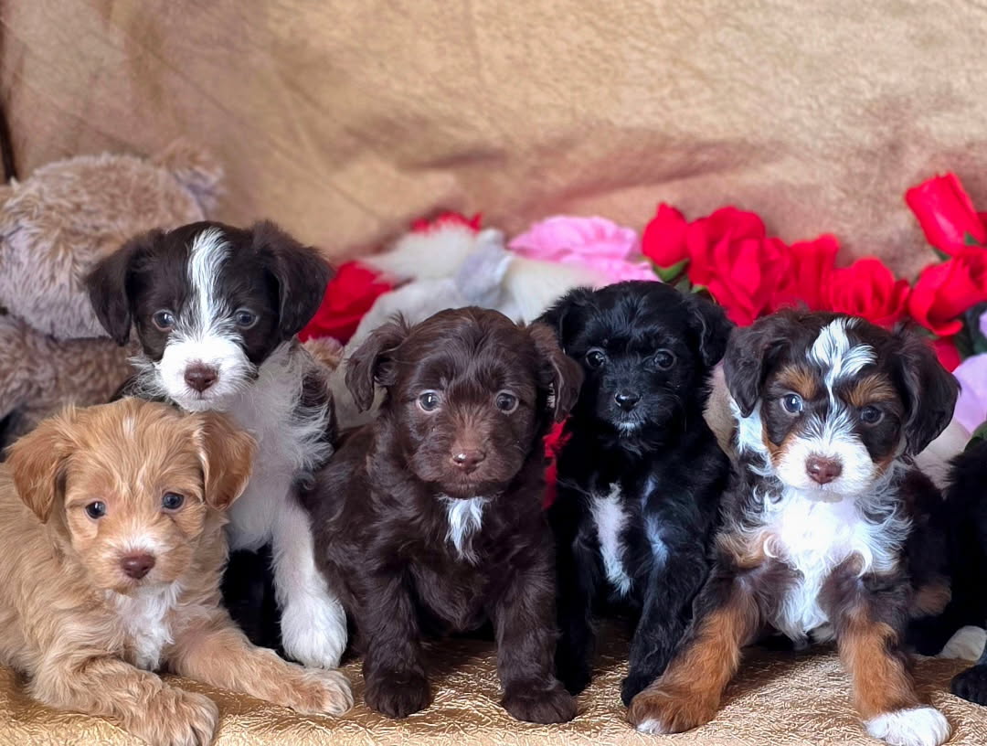 AUSTRALIAN YORKIEPOO PUPPIES AUSTRALIAN YORKIEPOO PUPPIES