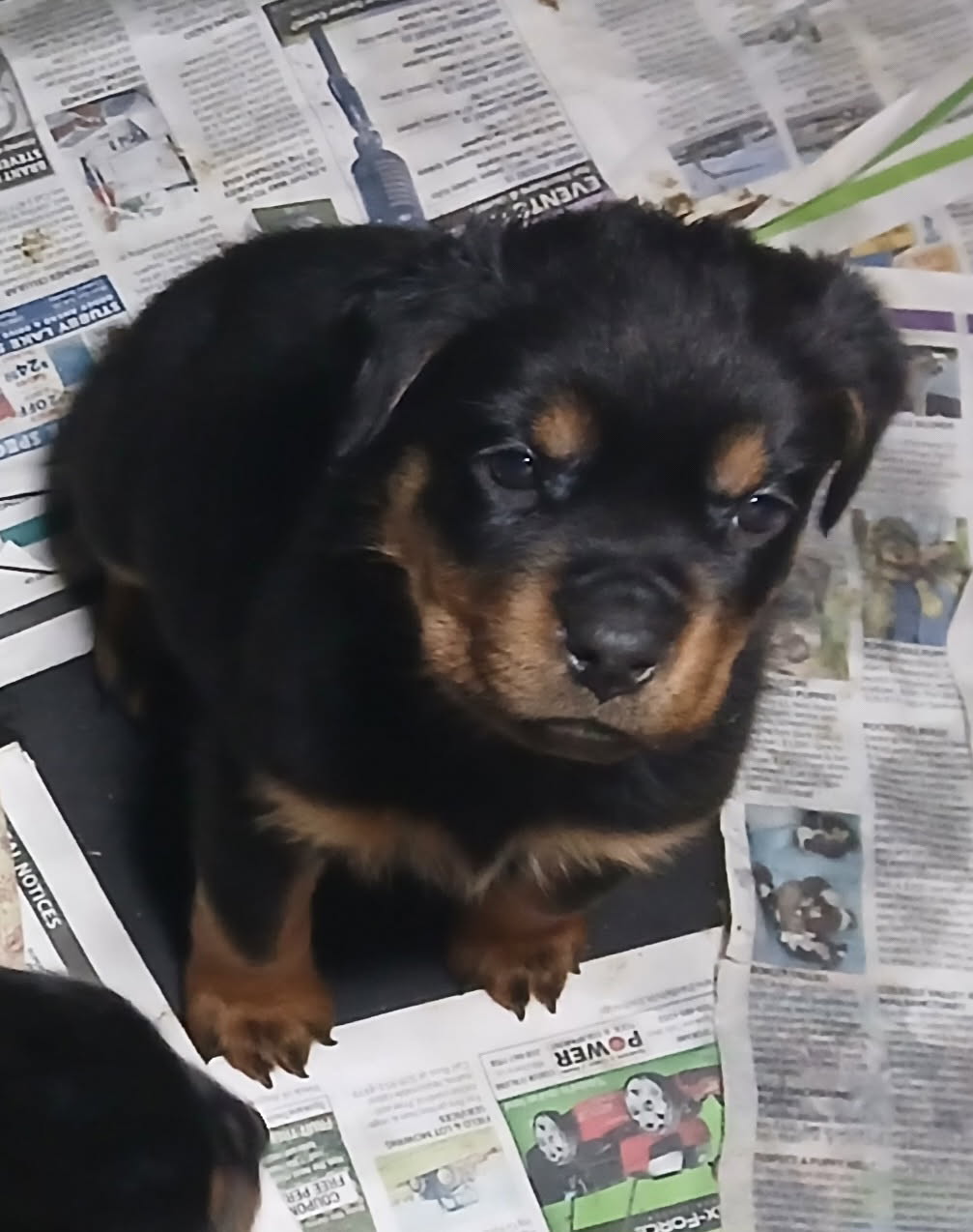AUSTRALIAN YORKIEPOO PUPPIES AUSTRALIAN YORKIEPOO PUPPIES