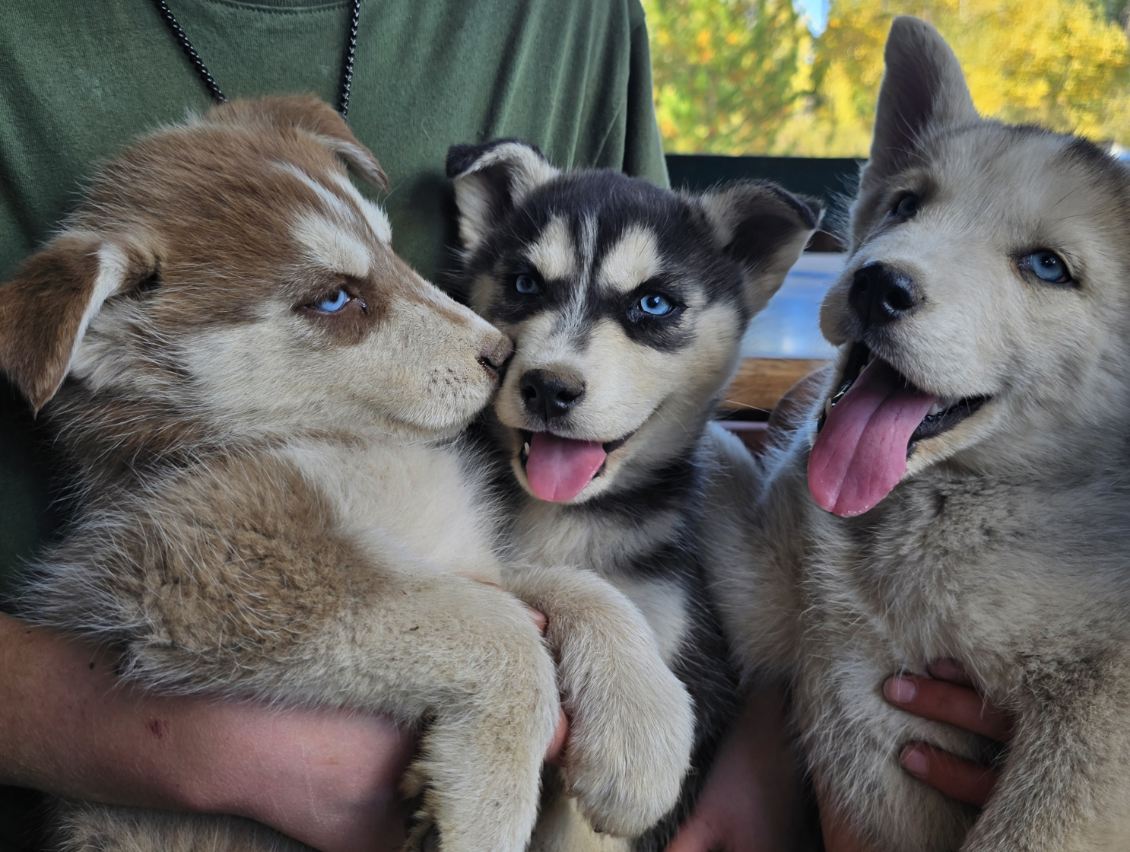 PUREBRED HUSKY PUPPIES 9 WEEKS OLD. PUREBRED HUSKY PUPPIES 9 WEEKS OLD.