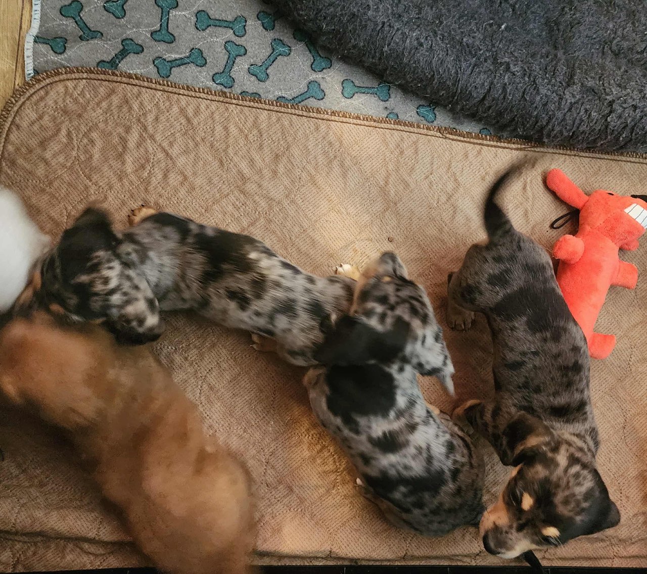 DAPPLE DACHSHUND & DACHSHORDOR PUPPIES DAPPLE DACHSHUND & DACHSHORDOR PUPPIES