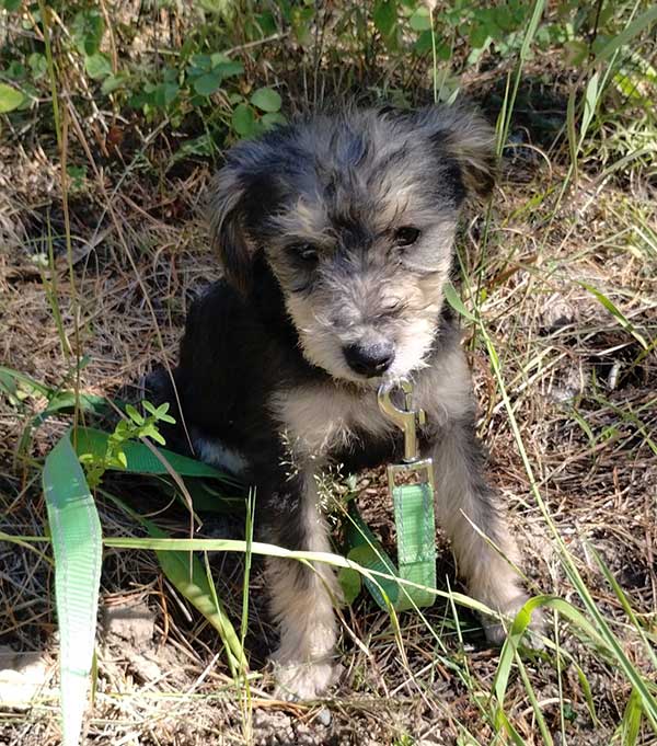 TWO 7 MONTH OLD CAIRN-YORKIE PUPPIES TWO 7 MONTH OLD CAIRN-YORKIE PUPPIES