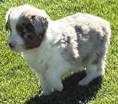 AKC REG. MINIATURE AMERICAN SHEPHERDS AKC REG. MINIATURE AMERICAN SHEPHERDS