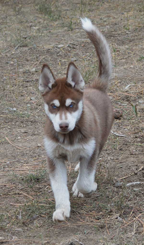 TWO BEAUTIFUL BLUE EYED SIBERIAN HUSKY FEMALE PUPPIES TWO BEAUTIFUL BLUE EYED SIBERIAN HUSKY FEMALE PUPPIES