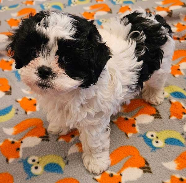 SHICHON PUPPIES SHICHON PUPPIES