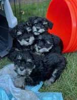 MINIATURE SCHNAUZER PUPPIES MINIATURE SCHNAUZER PUPPIES