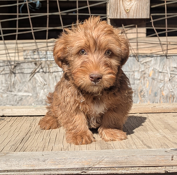 YORKIE MIX MALE PUPPY YORKIE MIX MALE PUPPY