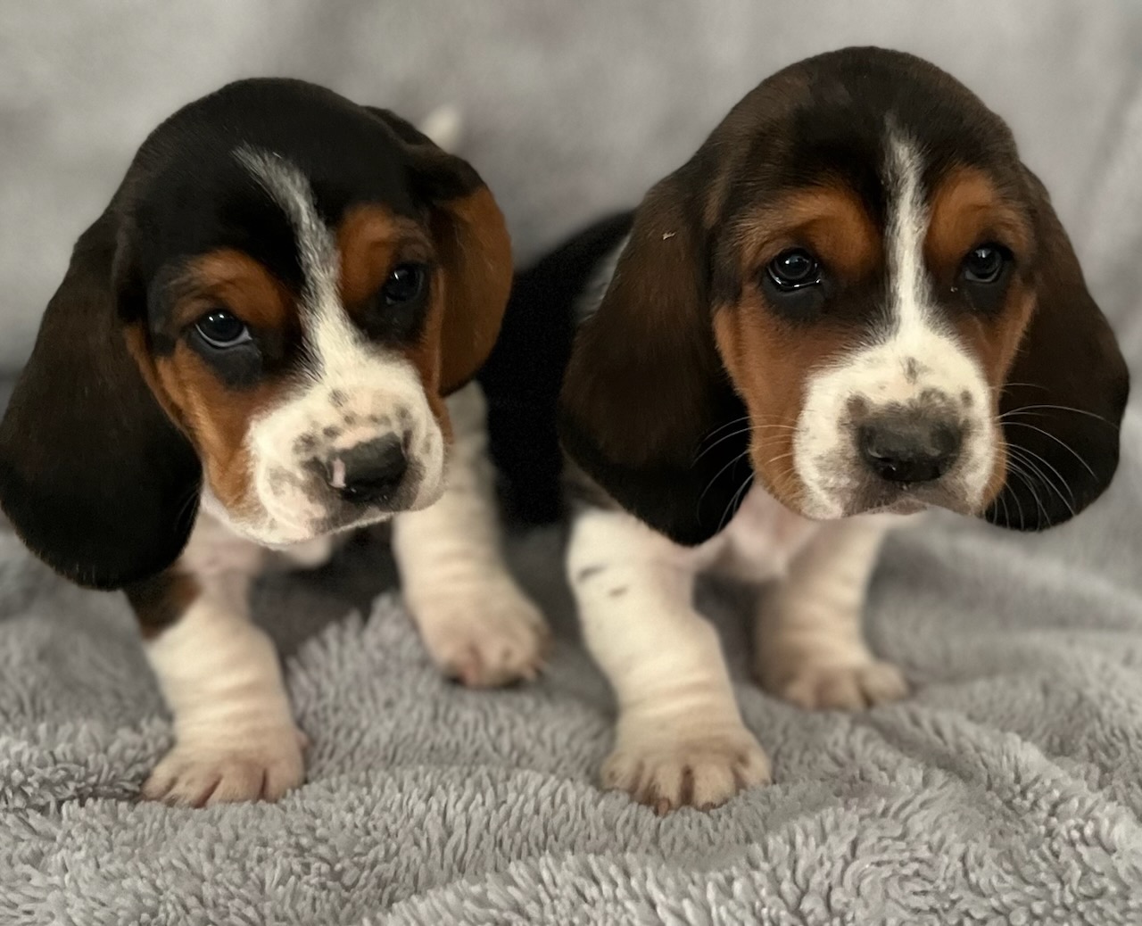 BASSET PUPPIES BASSET PUPPIES