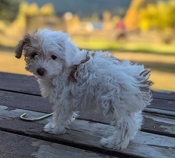 BEAUTIFUL YORKIE POO FEMALE LAST ONE LEFT BEAUTIFUL YORKIE POO FEMALE LAST ONE LEFT