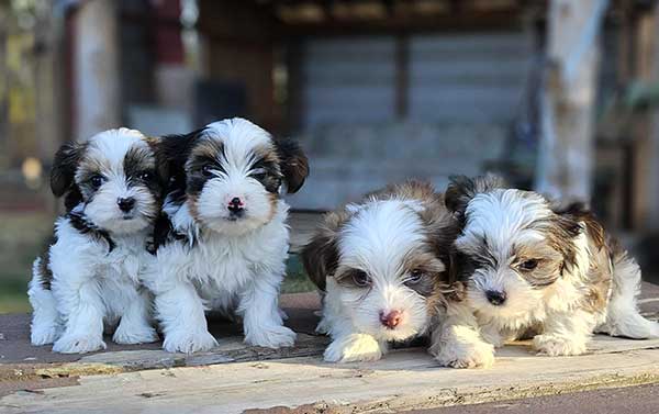 BEAUTIFUL CKC REG. PARTI COLORED YORKIES BEAUTIFUL CKC REG. PARTI COLORED YORKIES